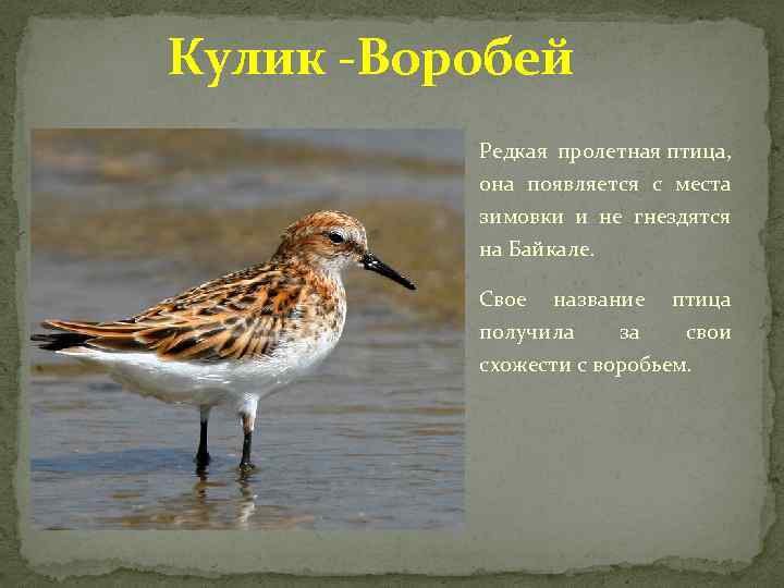 Кулик -Воробей Редкая пролетная птица, она появляется с места зимовки и не гнездятся на
