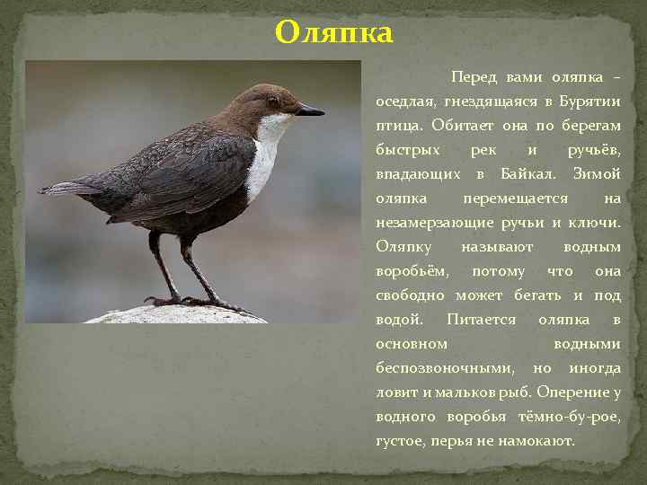 Оляпка Перед вами оляпка – оседлая, гнездящаяся в Бурятии птица. Обитает она по берегам