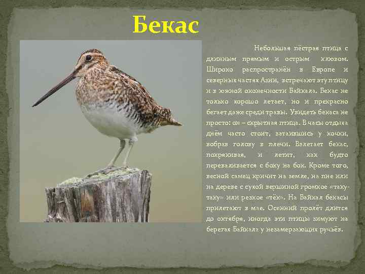 Бекас Небольшая пёстрая птица с длинным прямым и острым клювом. Широко распространён в Европе