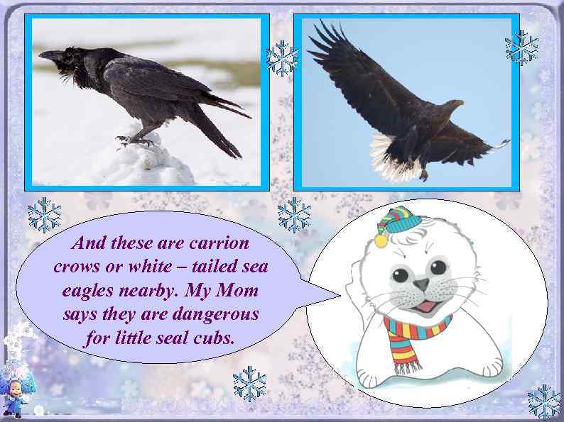 And these are carrion crows or white – tailed sea eagles nearby. My Mom