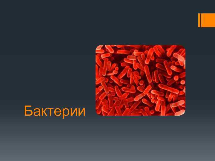 Бактерии 