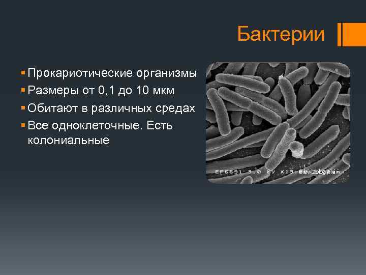 Бактерии § Прокариотические организмы § Размеры от 0, 1 до 10 мкм § Обитают
