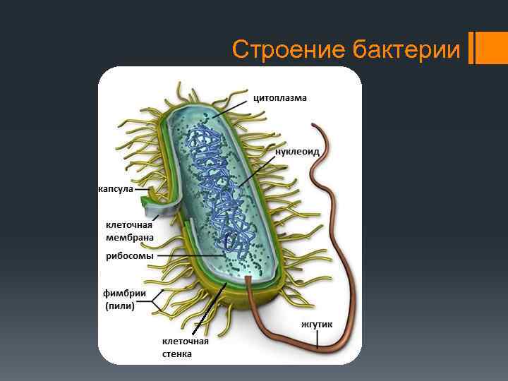 Тест строение бактерий