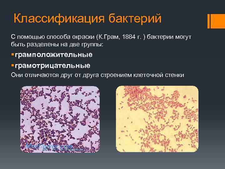 Классификация бактерий С помощью способа окраски (К. Грам, 1884 г. ) бактерии могут быть
