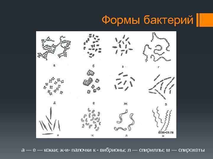 Форма бактерии вибрионы рисунок