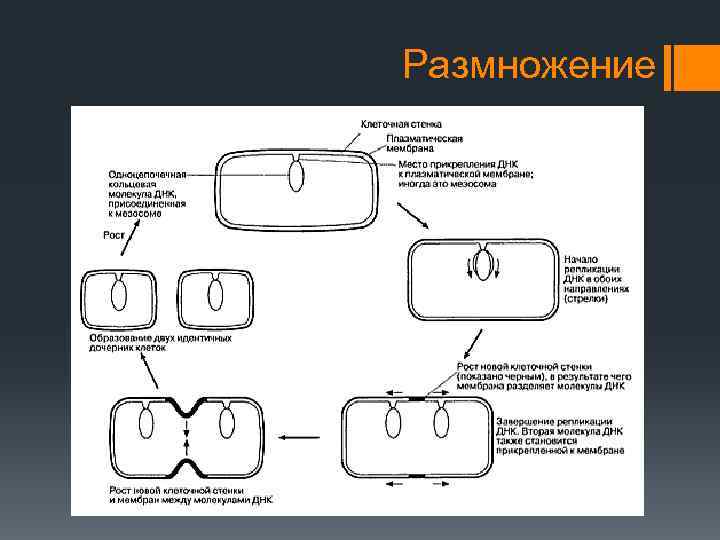 Размножение 