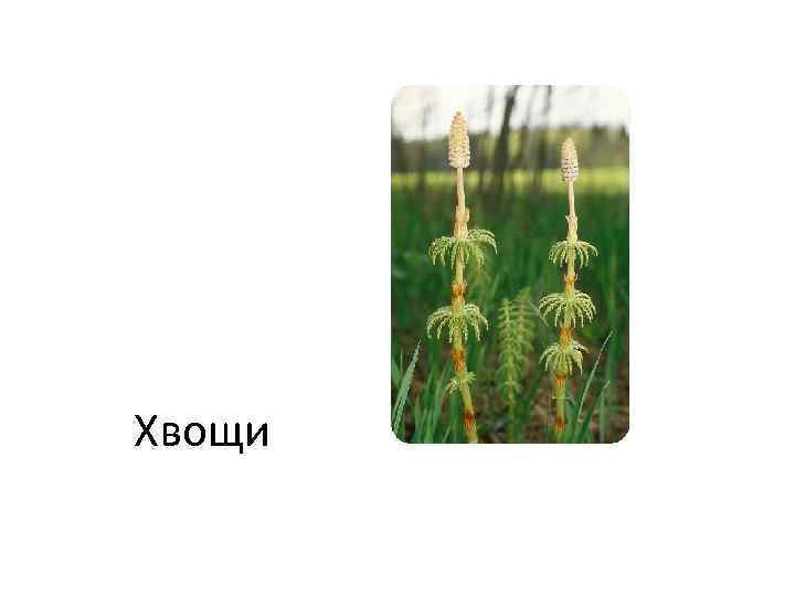 Хвощи 