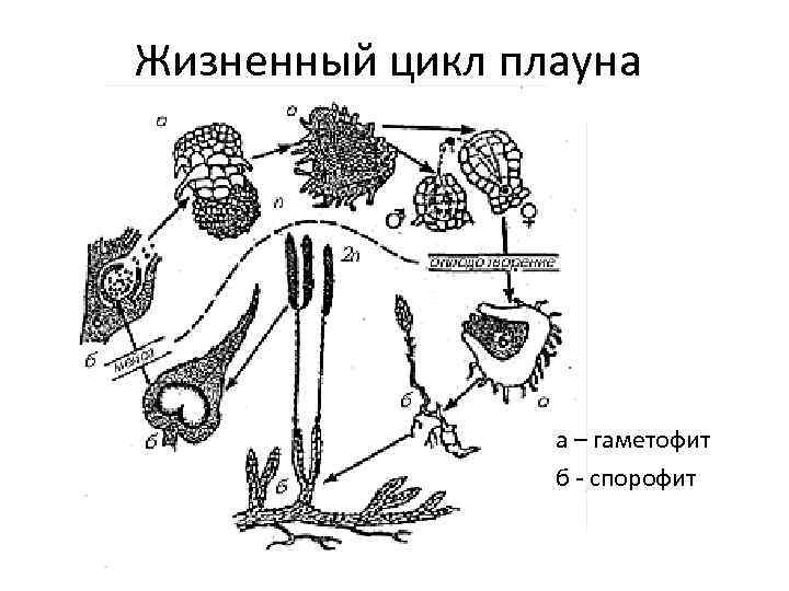 Жизненный цикл плауна а – гаметофит б - спорофит 