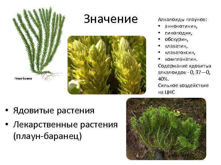 Значение Алкалоиды плаунов: • аннонотинин, • ликоподии, • обскурин, • клаватоксин, • компланатин. Содержание