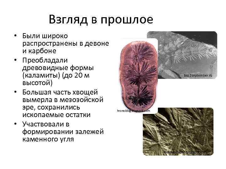 Взгляд в прошлое • Были широко распространены в девоне и карбоне • Преобладали древовидные