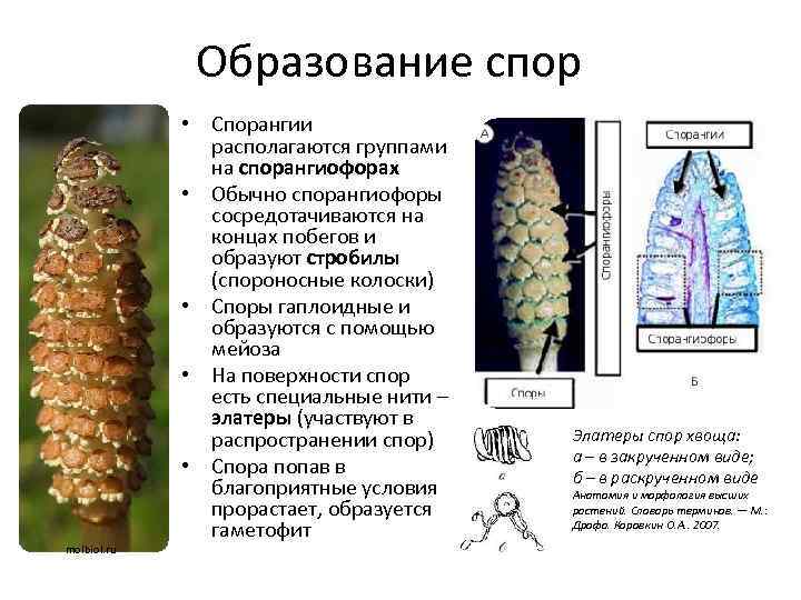 Споры хвоща фото под микроскопом