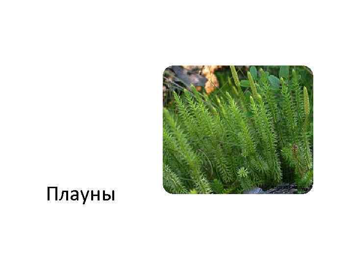 Плауны animalslove. ru 