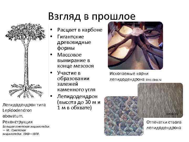 Взгляд в прошлое Лепидодендрон типа Lepidodendron obovatum. Реконструкция • Расцвет в карбоне • Гигантские