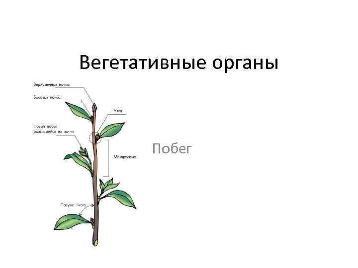 Часть вегетативного побега. Побег вегетативный орган. Схема строения побега. Строение вегетативного побега.