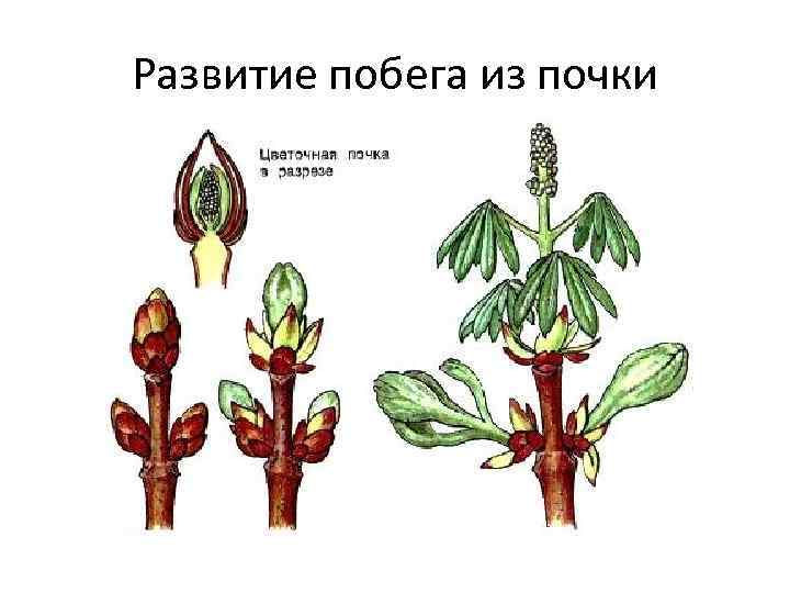 К какой группе относятся органы цветкового растения обозначенные на рисунке номерами 2 и 3