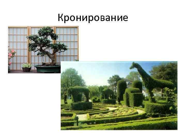 Кронирование 