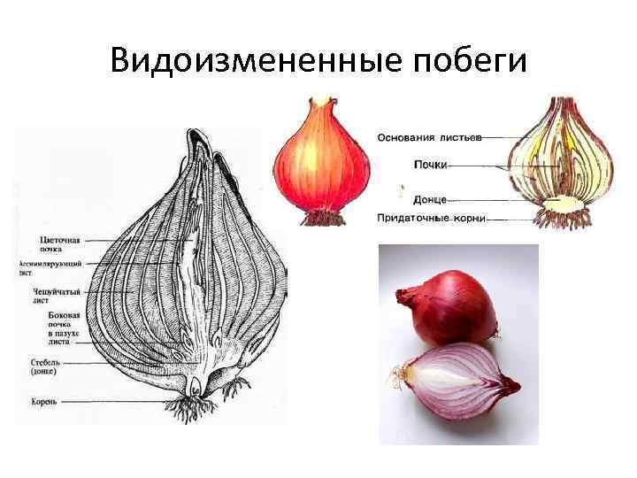 Видоизмененные побеги у цветковых растений. Строение овощей. Видоизмененные побега и их строение. Почки растений.