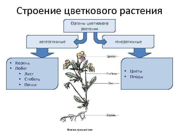 К какой группе относятся органы цветкового растения обозначенные на рисунке номерами 2 и 3