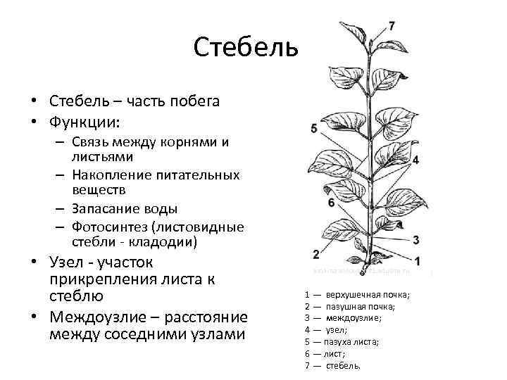 Строение растения 6 класс биология тест. Функции побега цветкового растения. Строение побега черешок. Строение стебля растения с листьями. Строение стебля цветка схема.