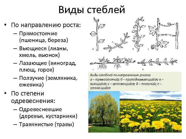 Примеры стеблей растений