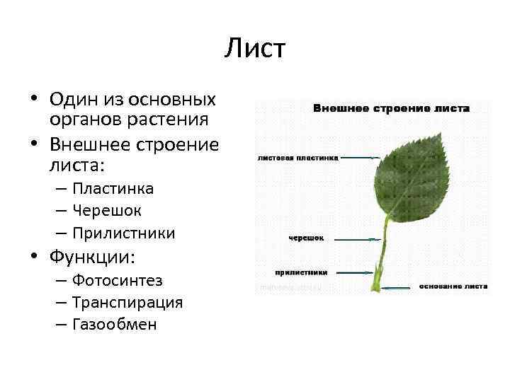 Чем отличается лист от других растений. Внешнее строение листа функции. Функции черешка листа. Строение листика.