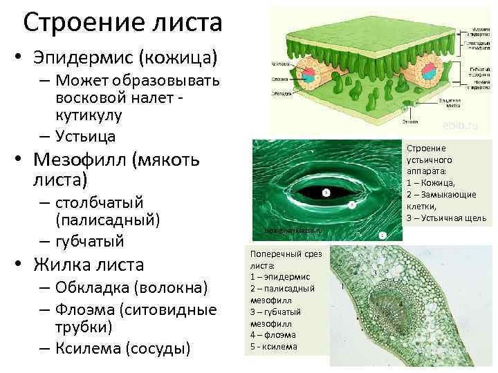 Кожица листа образована тканью