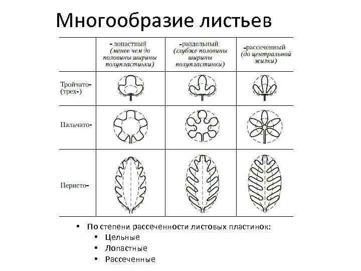 Причины разнообразия листьев