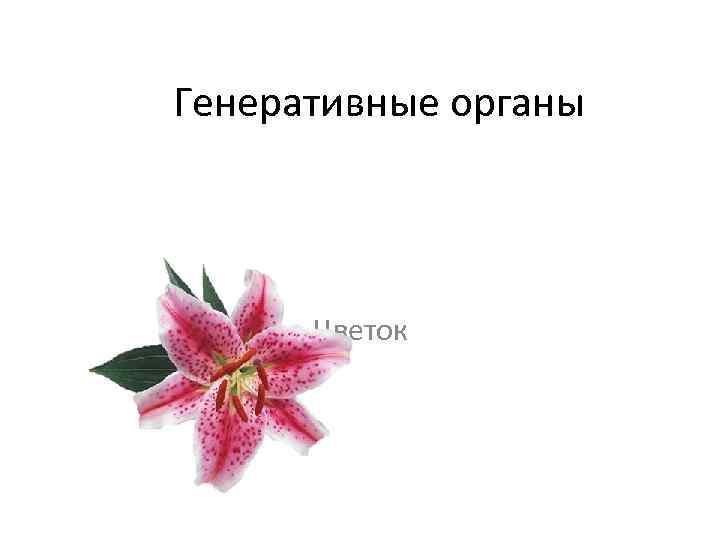 Генеративные органы Цветок 