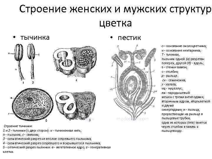 Строение женских и мужских структур цветка • тычинка • пестик 6 y. ru Строение