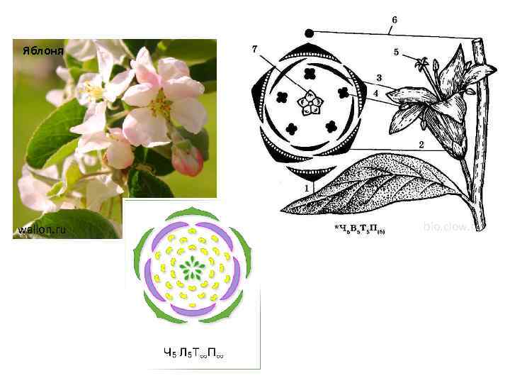 Цветок яблони рисунок строение