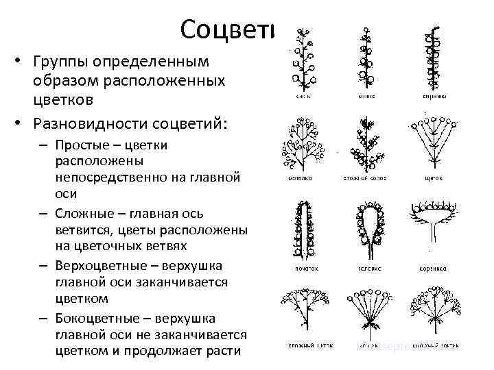 Каким номером на рисунке обозначено соцветие