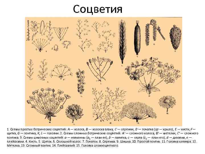 Соцветия 1. Схемы простых ботрических соцветий: A — колоса, B — колоска злака, C