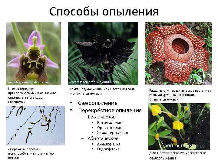 Способы опыления orchids. green-drop-home. com votaressbeldame. livejournal. com Цветок орхидеи, приспособленный к опылению определённым