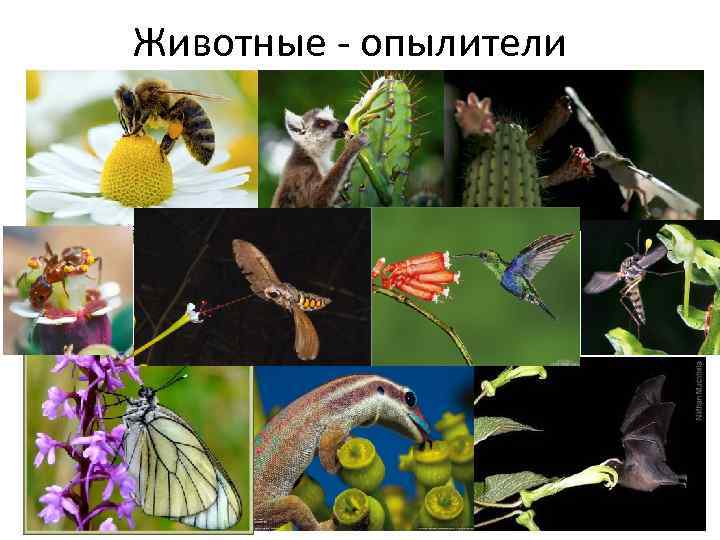 Животные - опылители ecocollaps. ru 