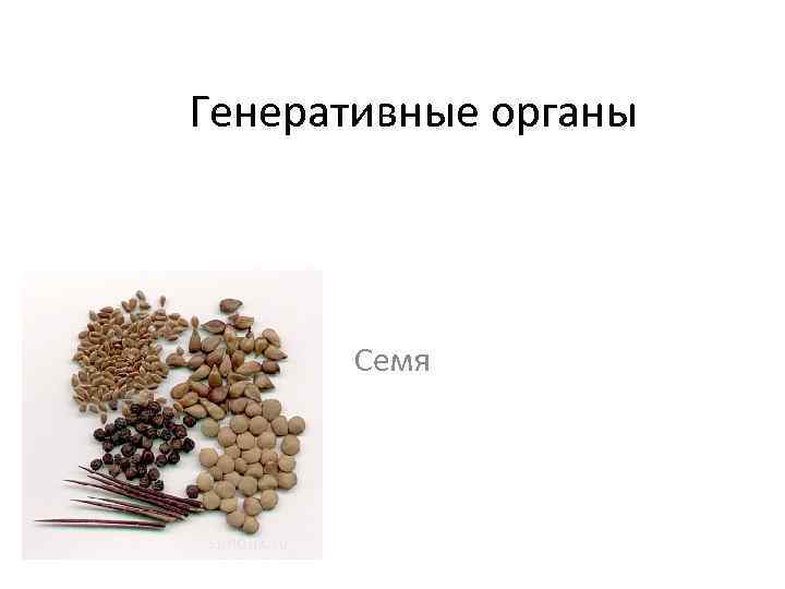 Генеративные органы Семя sunduk. ru 