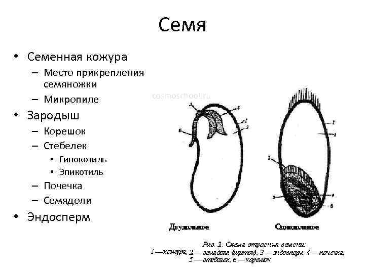 Гипокотиль у растений