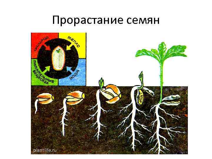Прорастание семян plantlife. ru 