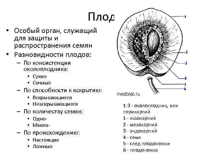Плоды • Особый орган, служащий для защиты и распространения семян • Разновидности плодов: –