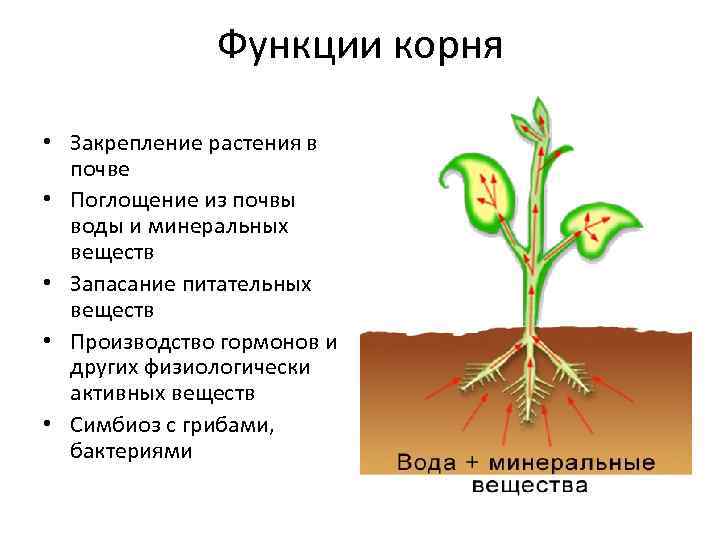 Лист обеспечивает корень. Функции корня растений. Функции корня растения закрепление. Корни цветкового растения. Строение корня цветкового растения.