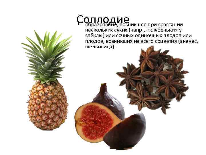 Соплодие • образование, возникшее при срастании нескольких сухих (напр. , «клубеньки» у свёклы) или