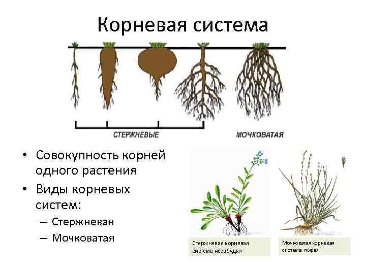Корневая система цветковых растений