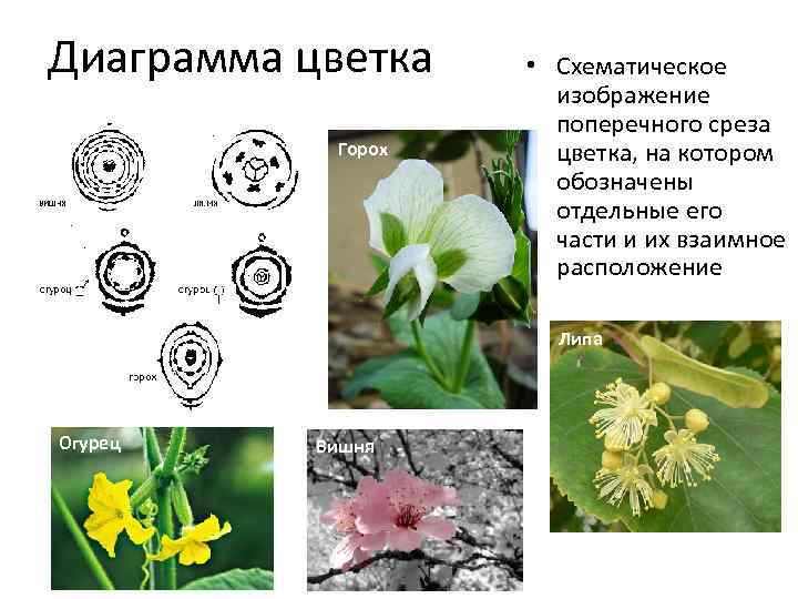 Диаграмма цветка Горох • Схематическое изображение поперечного среза цветка, на котором обозначены отдельные его