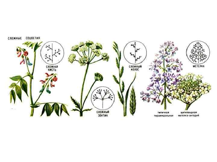 Генеративные органы соцветия. Схема оплодотворения у цветковых растений 6 класс. Картинки для определения соцветий.