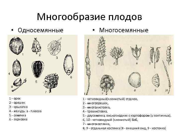 Многообразие плодов • Односемянные 1 - орех 2 - орешек 3 - крылатка 4