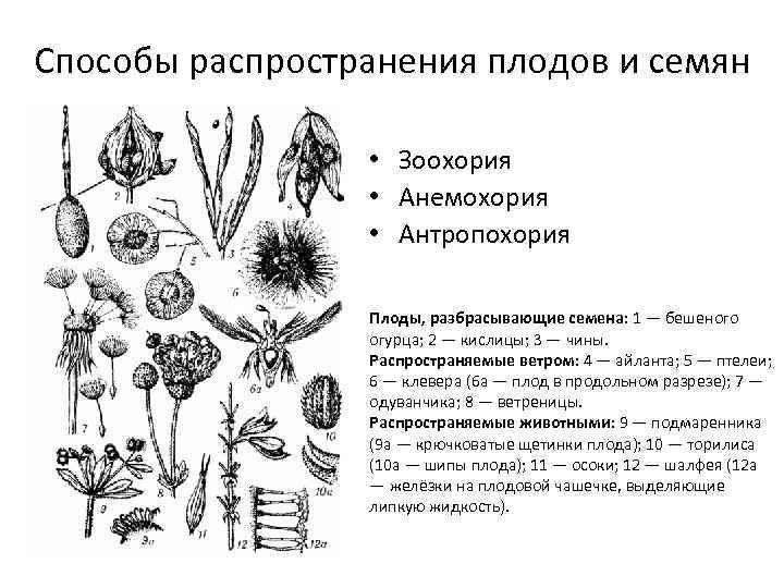 Способы распространения плодов и семян • Зоохория • Анемохория • Антропохория Плоды, разбрасывающие семена: