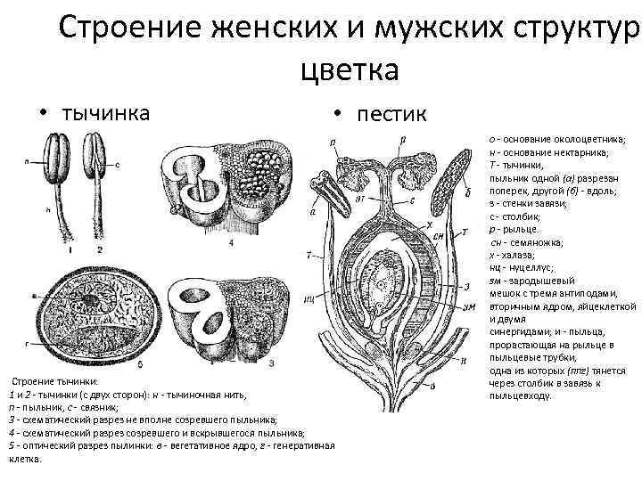 Строение женских и мужских структур цветка • тычинка • пестик Строение тычинки: 1 и