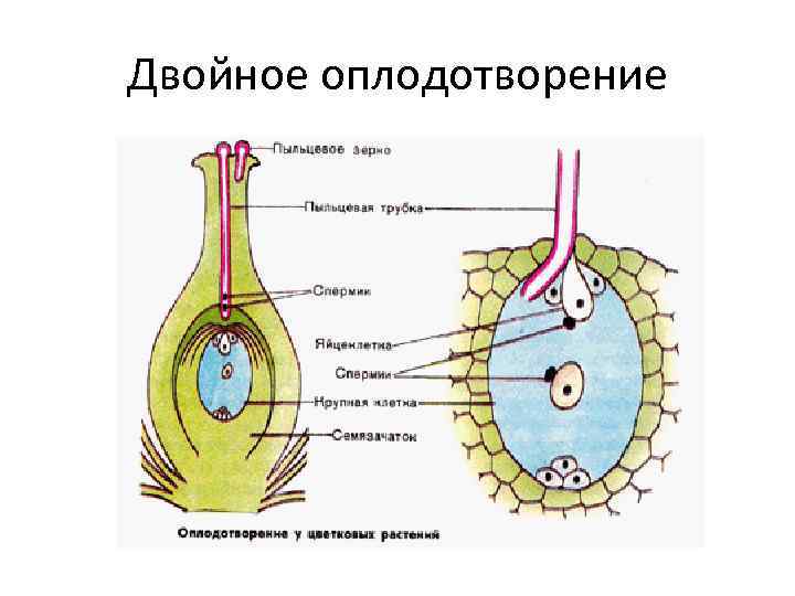 Двойное оплодотворение 