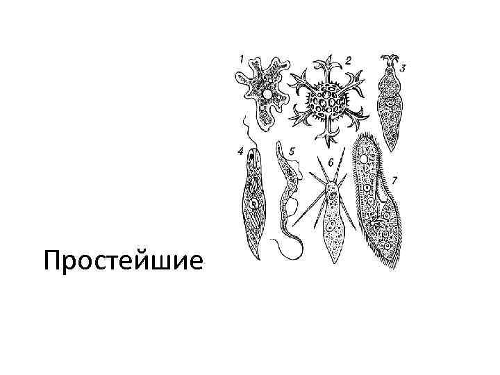 Простейшие 