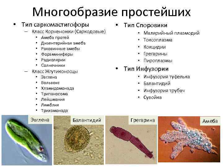 Многообразие простейших • Тип саркомастигофоры – Класс Корненожки (Саркодовые) • • • Амеба протей
