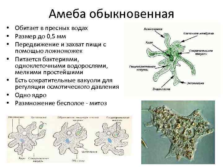 Амеба обыкновенная • Обитает в пресных водах • Размер до 0, 5 мм •